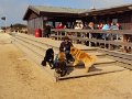 sylt (4)